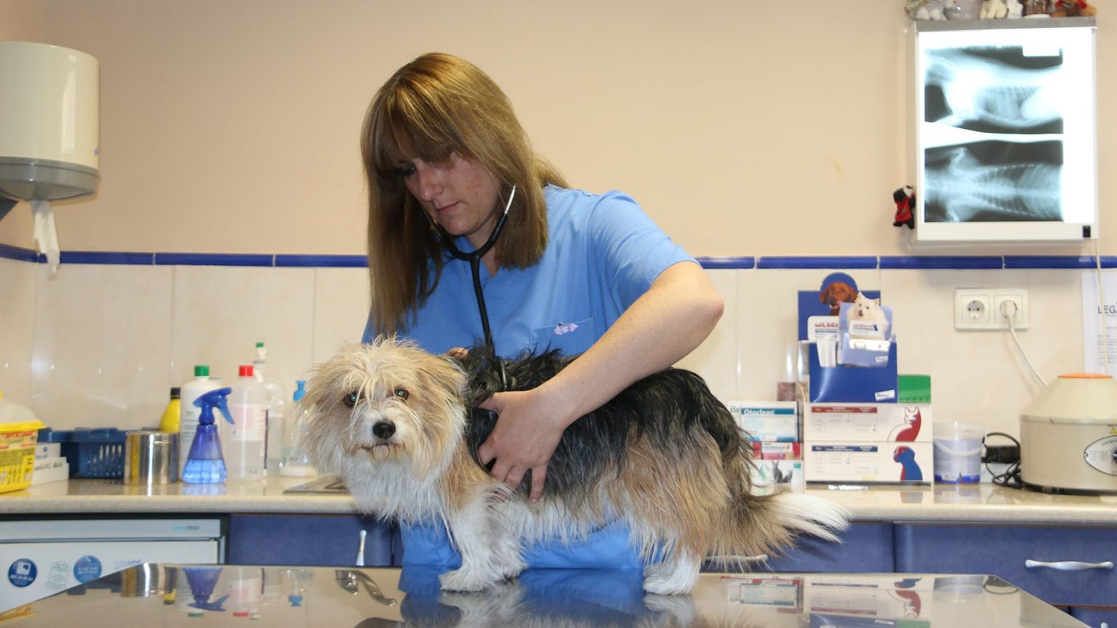 Clínica veterinaria CLÍNICA VETERINARIA PALOMERA