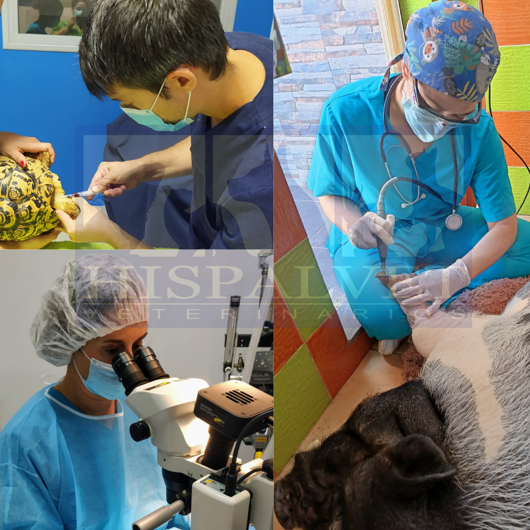 Clínica veterinaria HISPALVET VETERINARIOS
