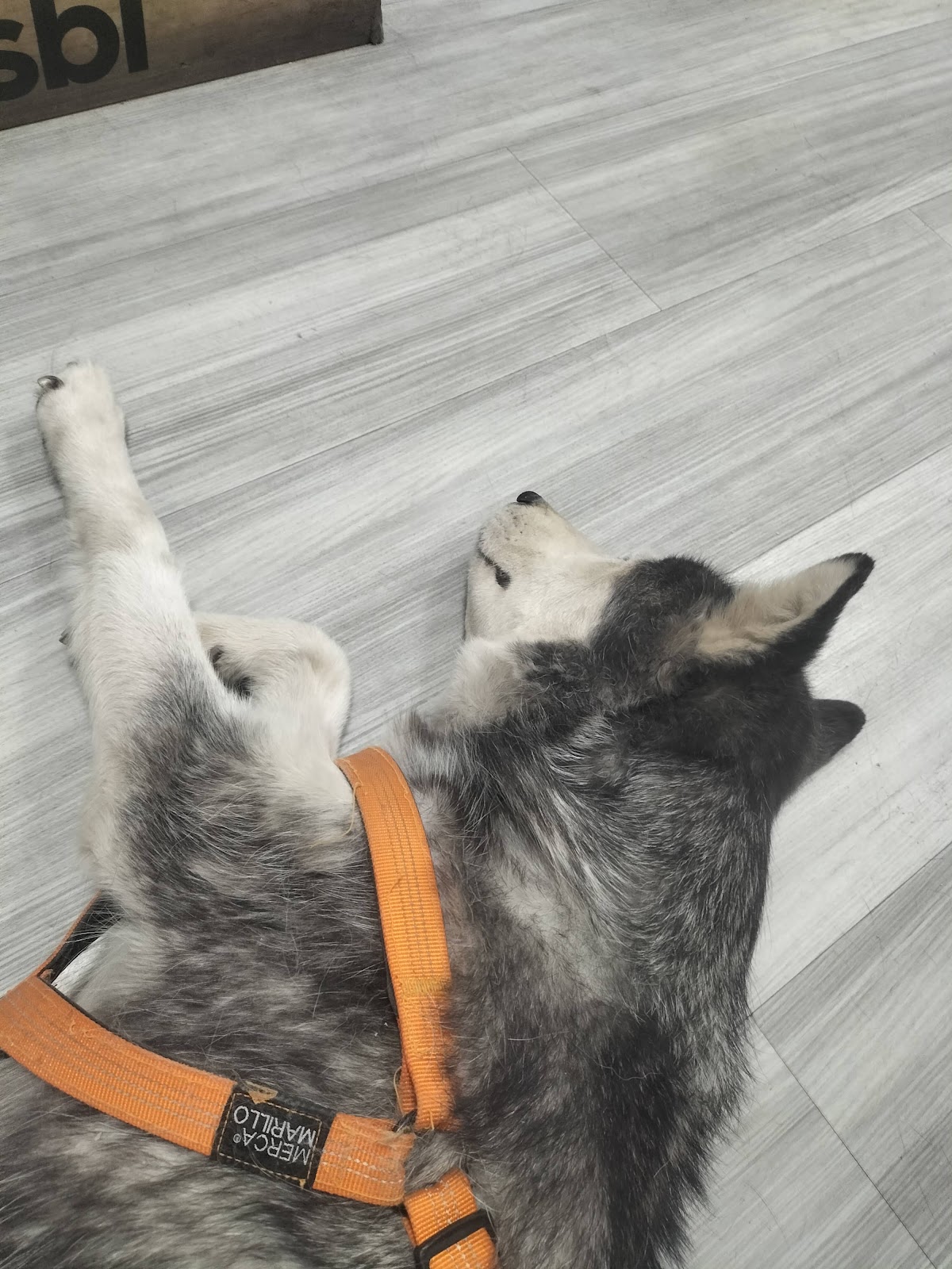 Clínica veterinaria Clinica veterinaria SIXTOCORCHERO