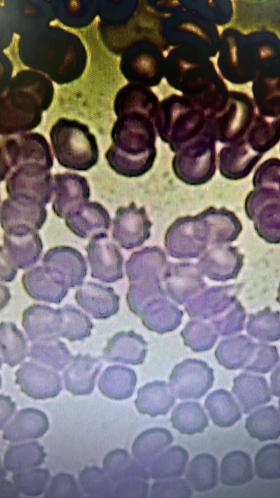 Clínica veterinaria Clinica Veterinaria Cervet
