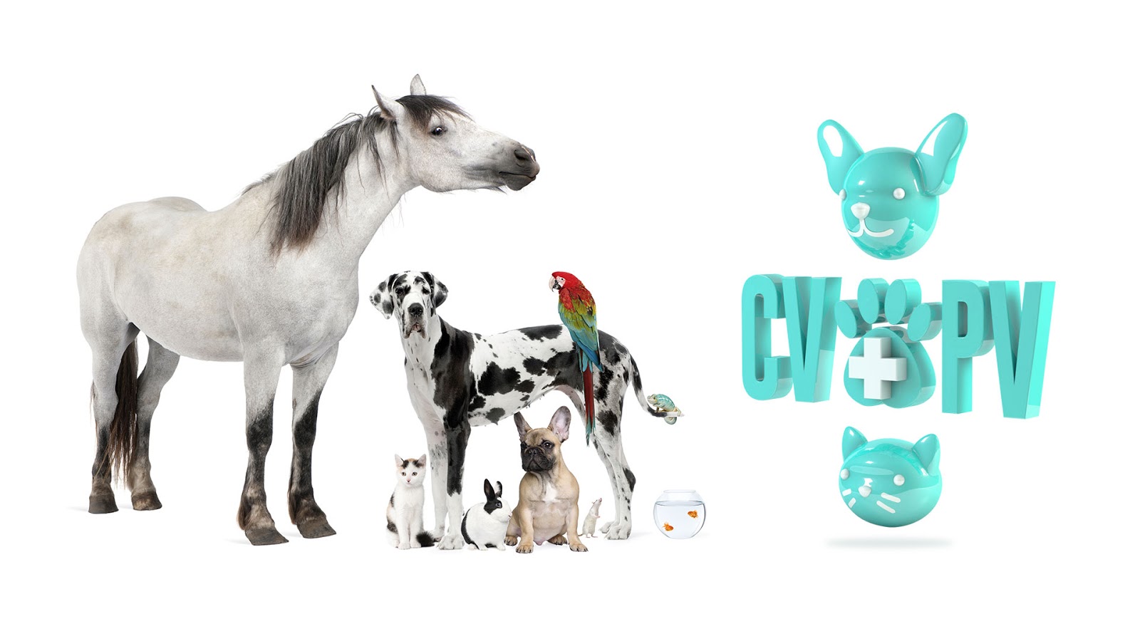 Clínica veterinaria Clínica Veterinaria Puerto Venecia (CVPV)