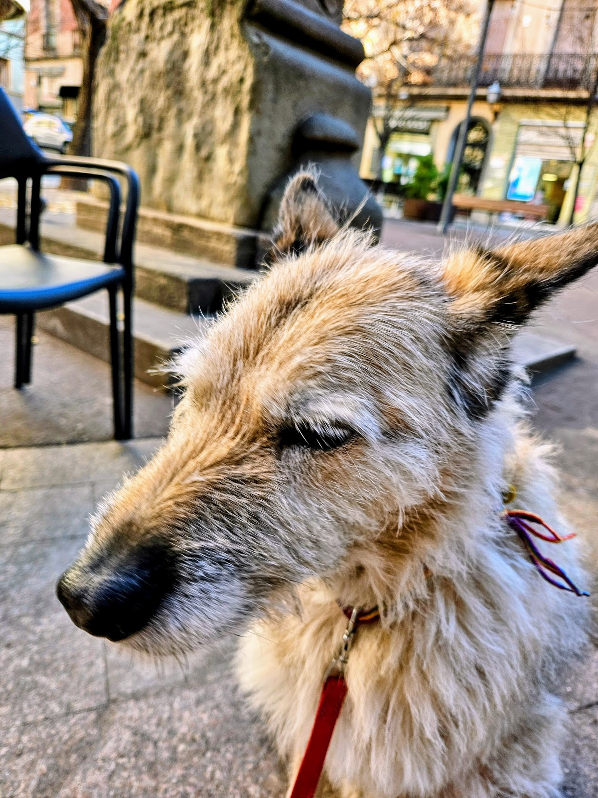 Clínica veterinaria Centre Veterinari Plaça Catalunya