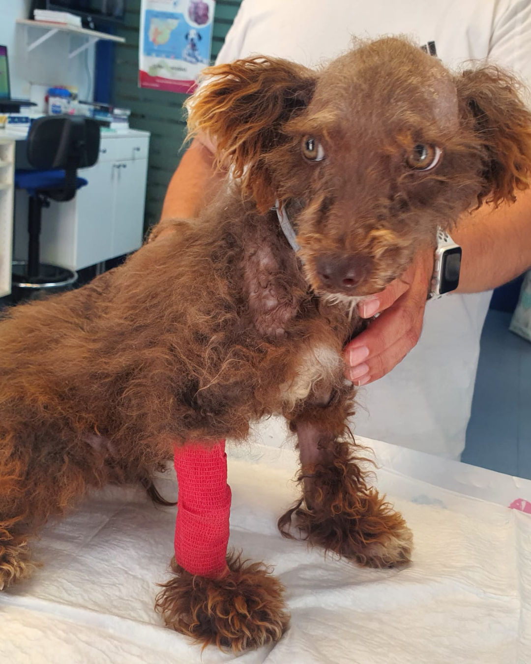 Clínica veterinaria Darbon Veterinarios Huelva