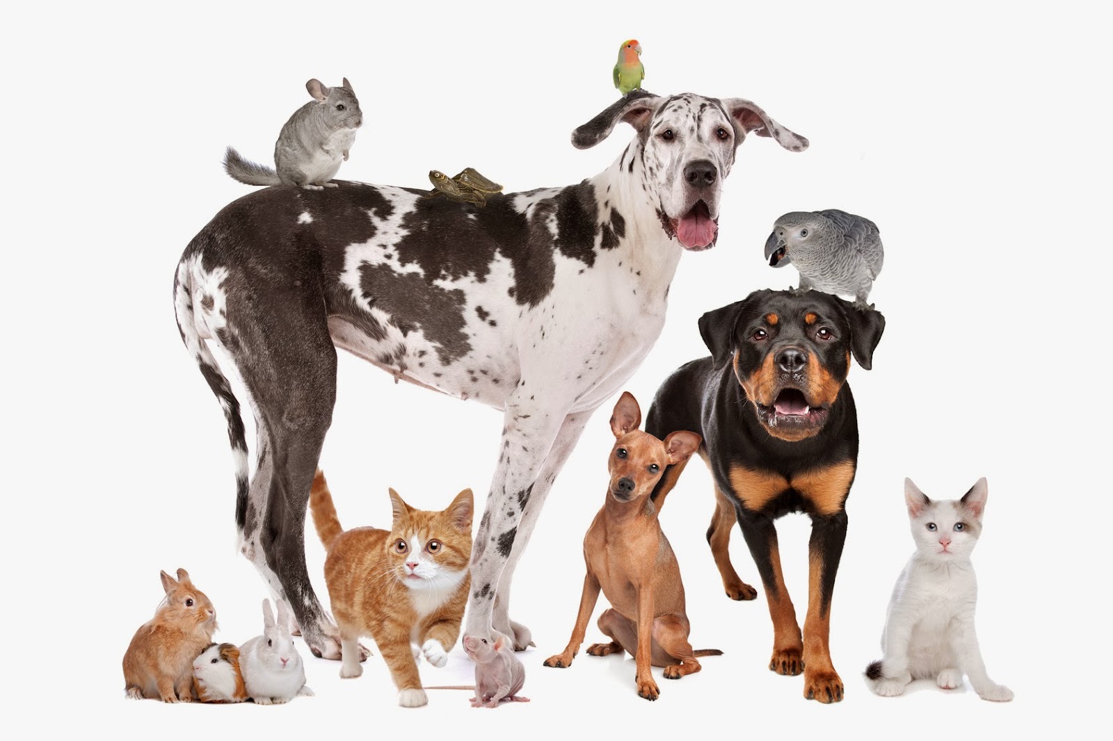 Clínica veterinaria Hospital Veterinario Mediterráneo