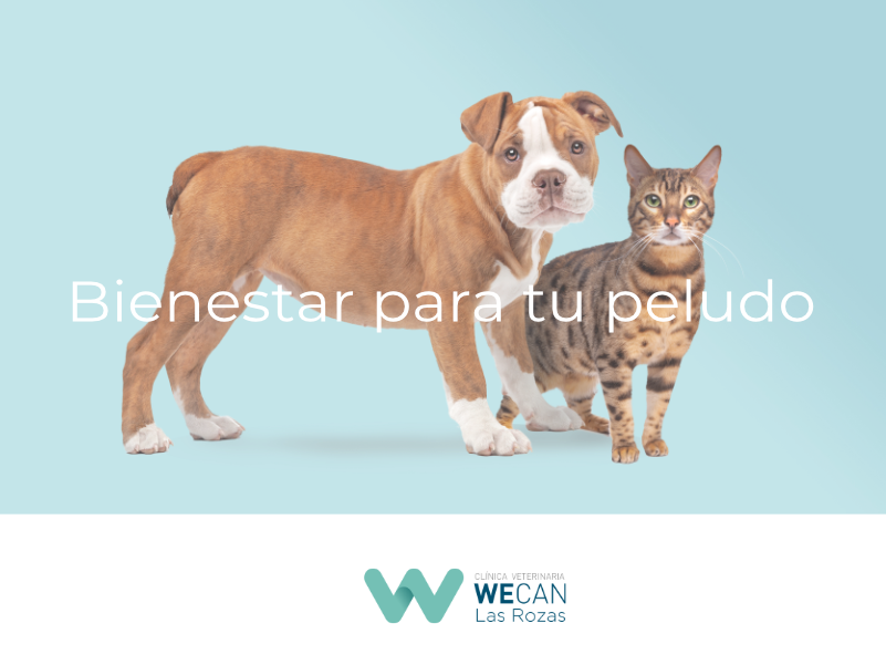 Clínica veterinaria Clínica Veterinaria WECAN Las Rozas