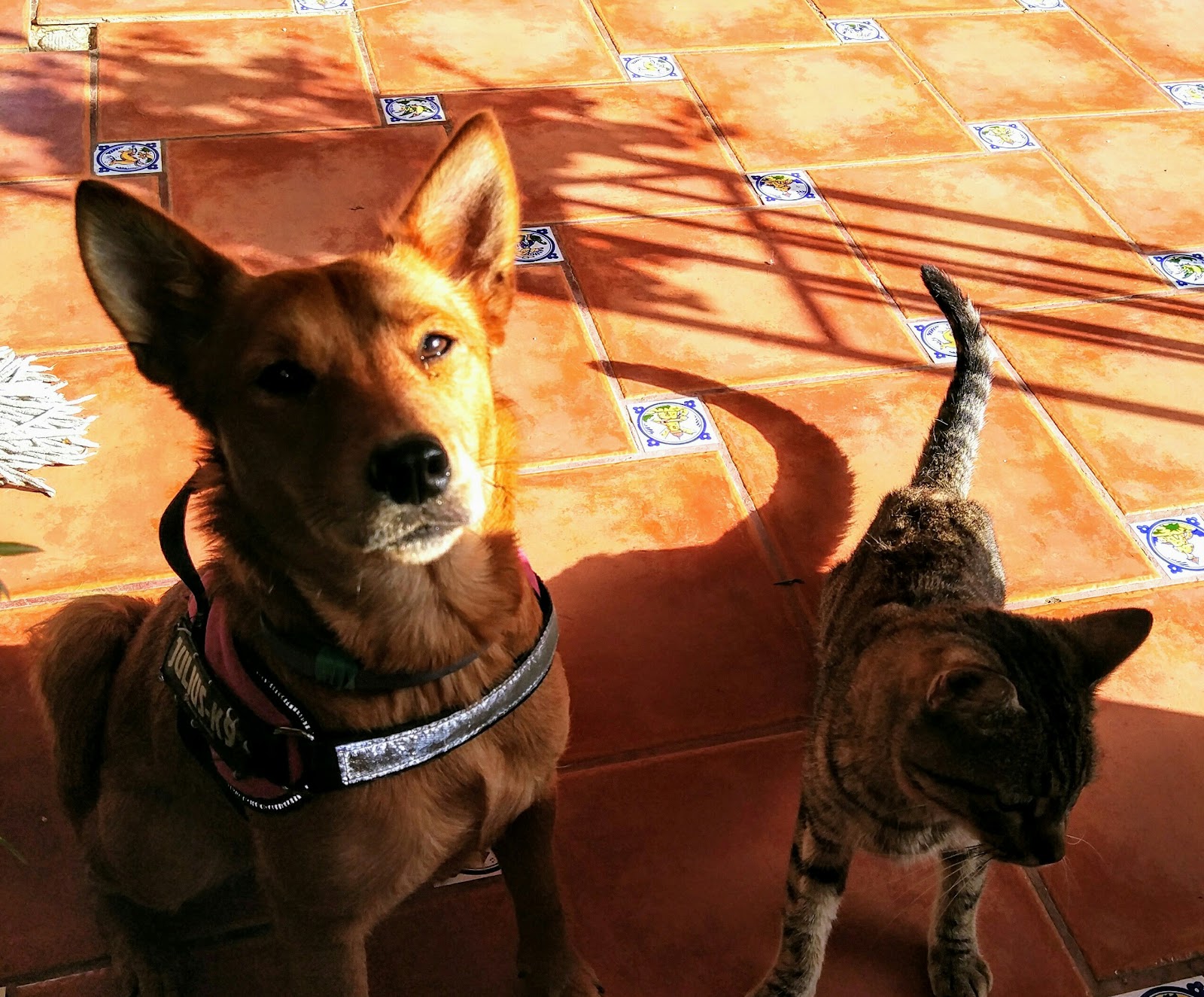 Clínica veterinaria Clínica Veterinaria Camí Reial