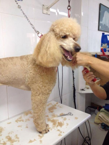 Clínica veterinaria Clínica Veterinaria Caribe
