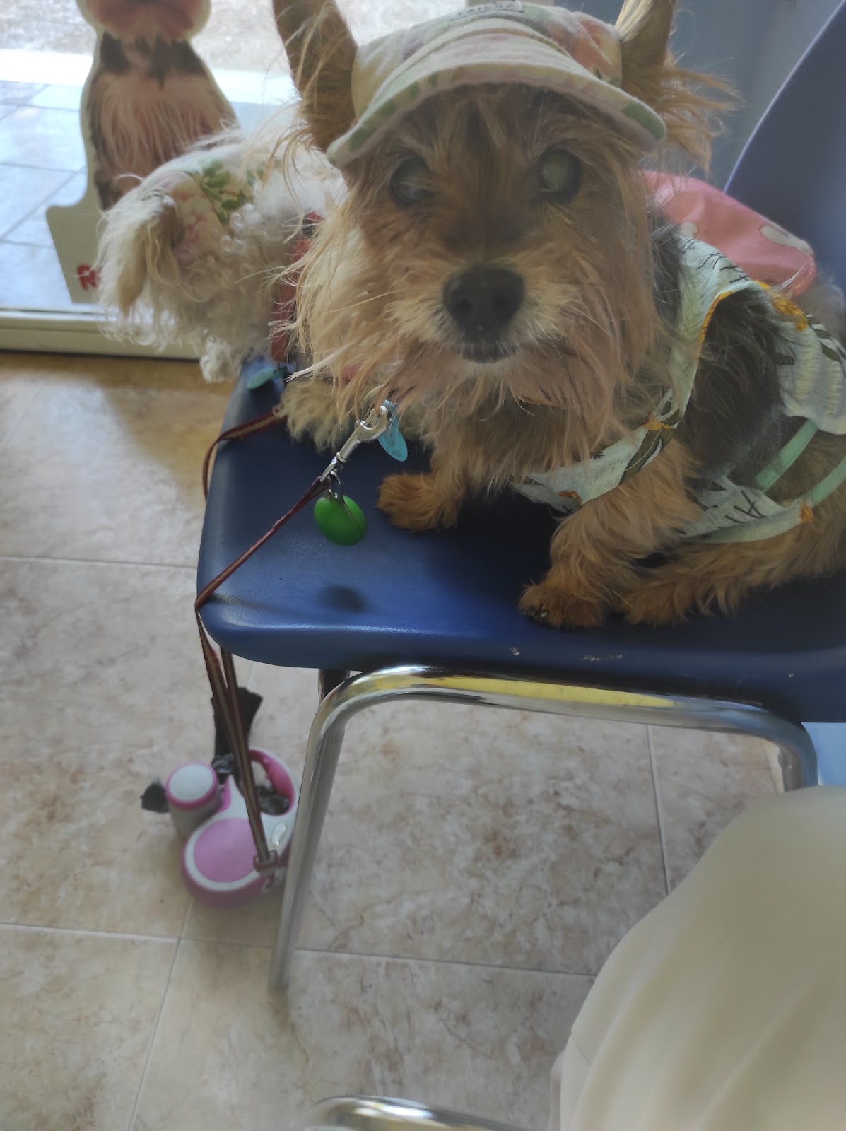 Clínica veterinaria Clinican Veterinarios