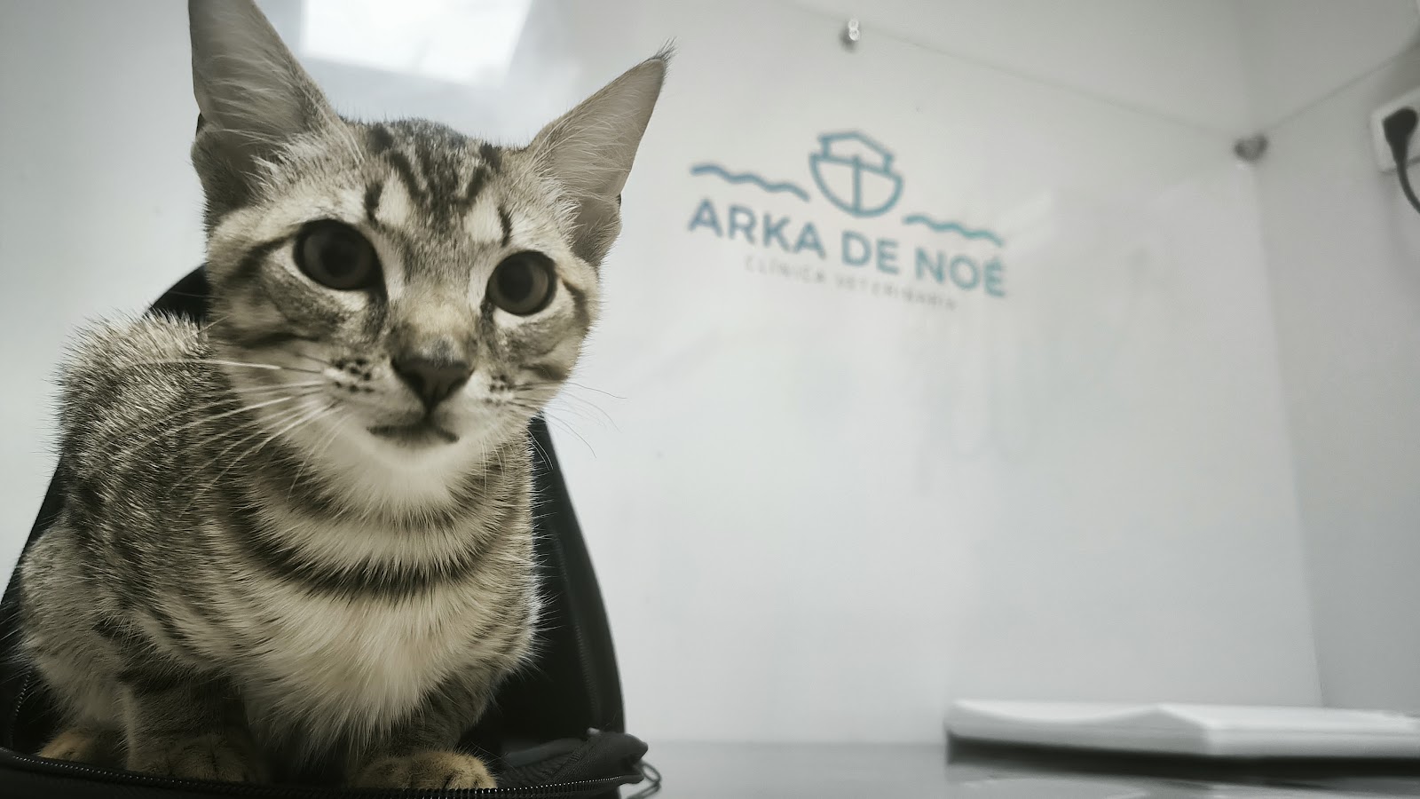 Clínica veterinaria Clínica Veterinaria Arka de Noe