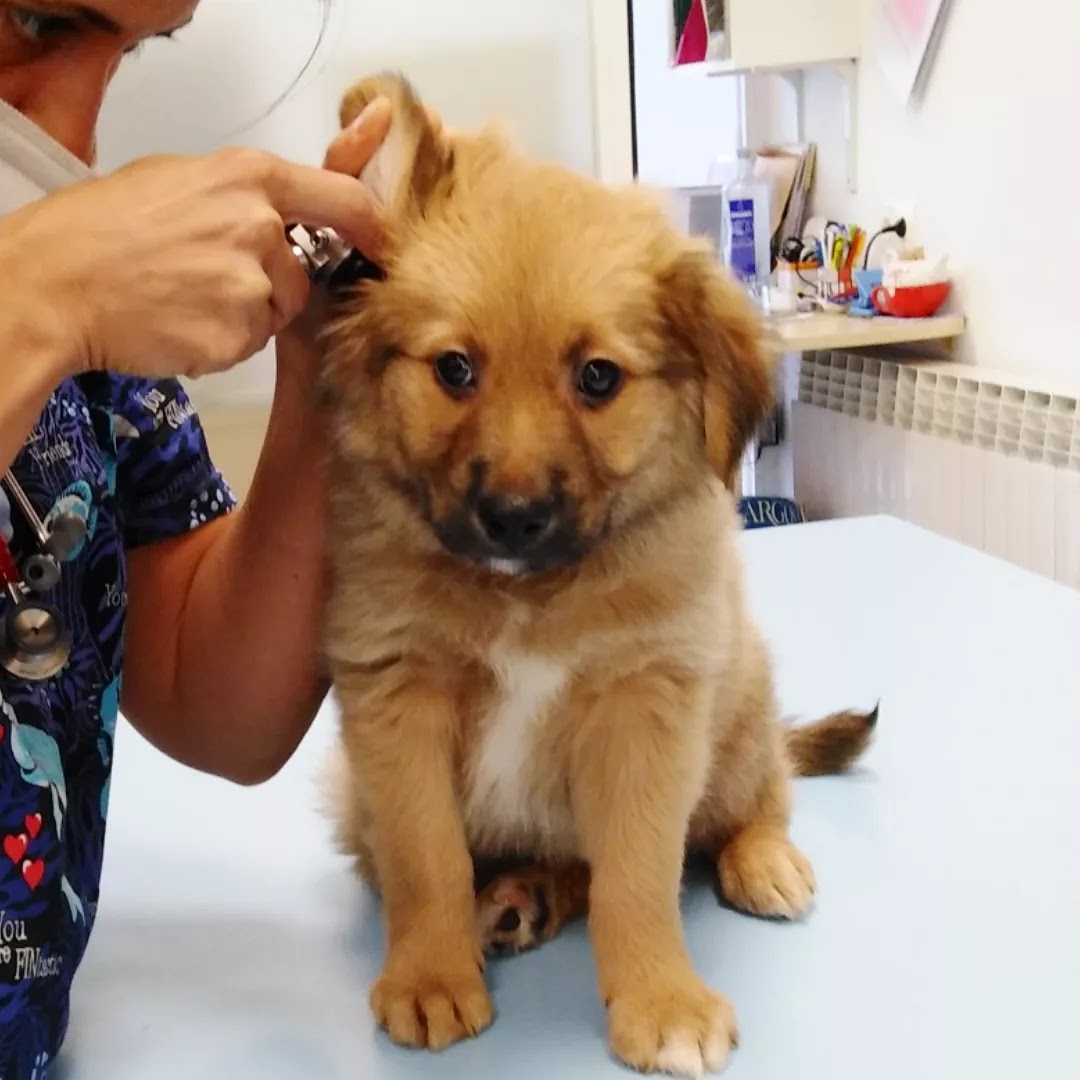 Clínica veterinaria CLÍNICA VETERINARIA AUXO