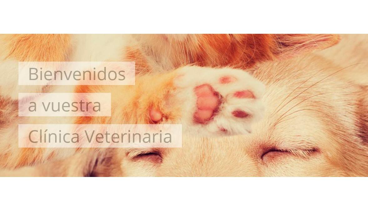Clínica veterinaria Clínica La Granja