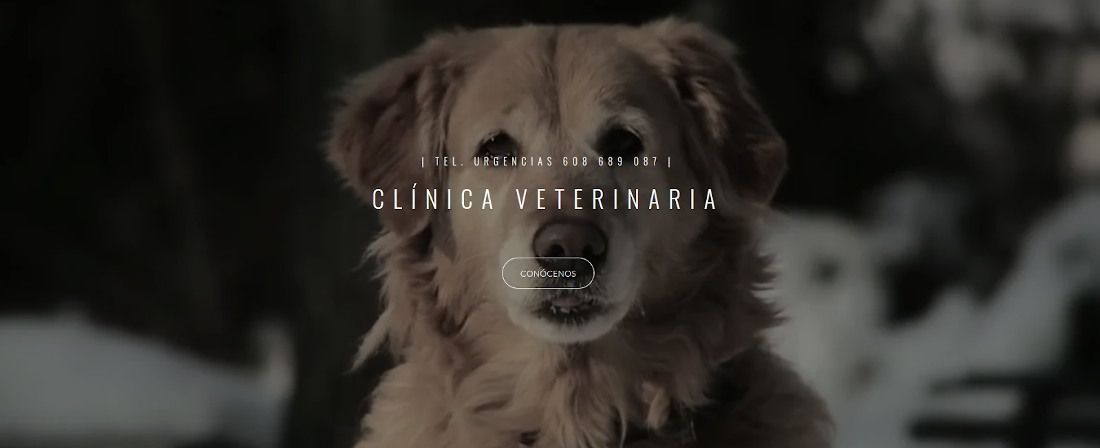 Clínica veterinaria Clínica Veterinaria San Froilan
