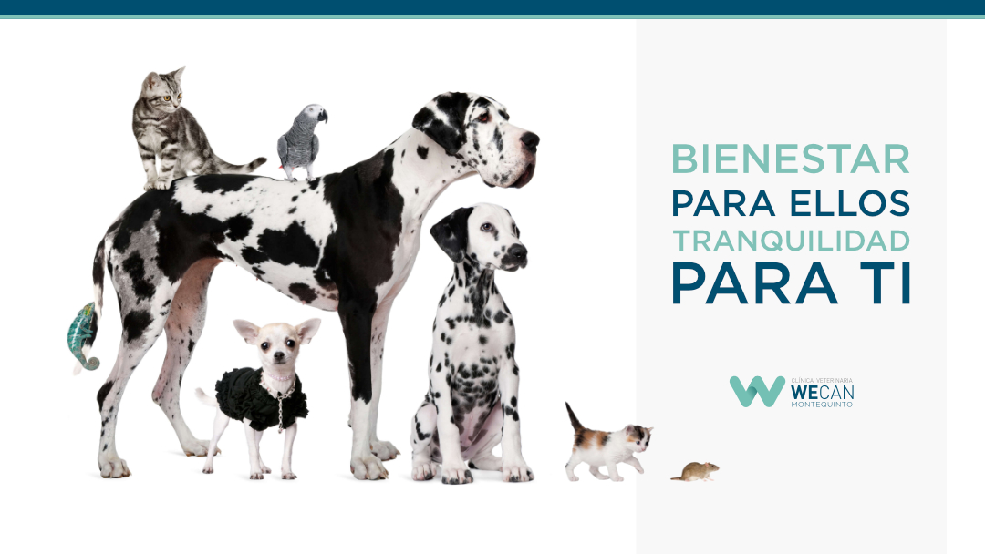 Clínica veterinaria Clínica Veterinaria Wecan Montequinto
