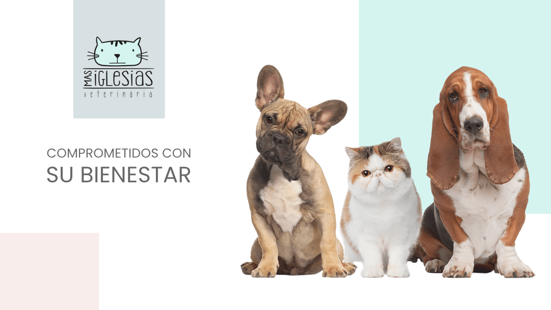 Clínica veterinaria Clinica Veterinaria Mas Iglesias WECAN