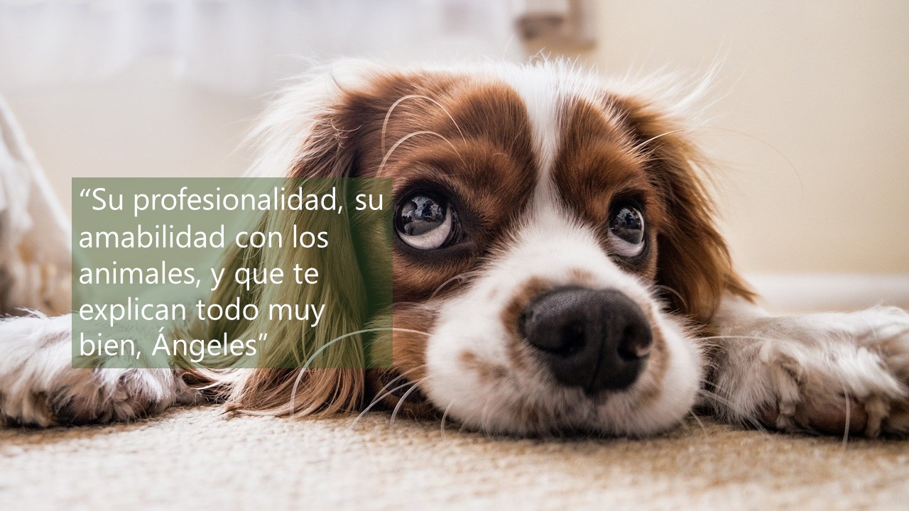 Clínica veterinaria Centre Veterinari de Cornellà