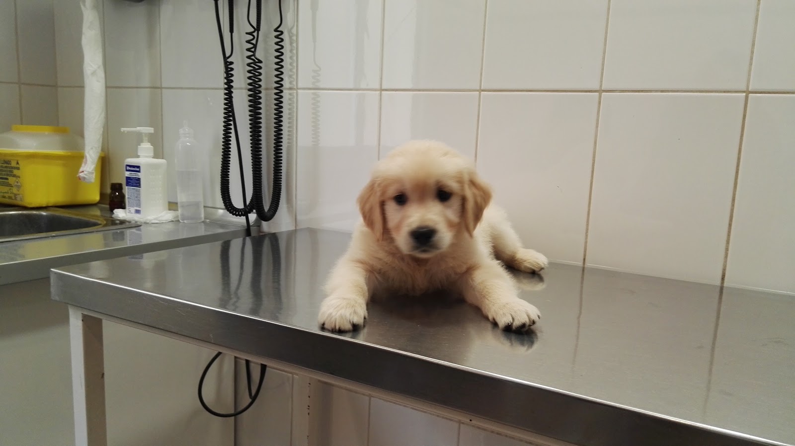 Clínica veterinaria Clínica Veterinaria los Cuartos
