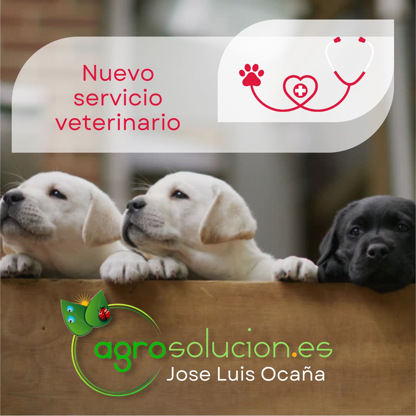 Clínica veterinaria Clínica veterinaria en Guadalajara | OCAÑA