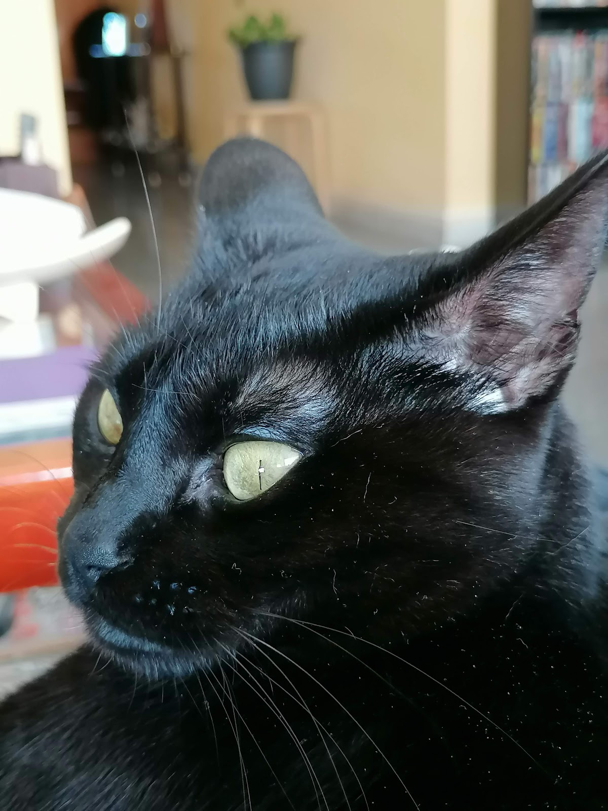 Clínica veterinaria La Mola