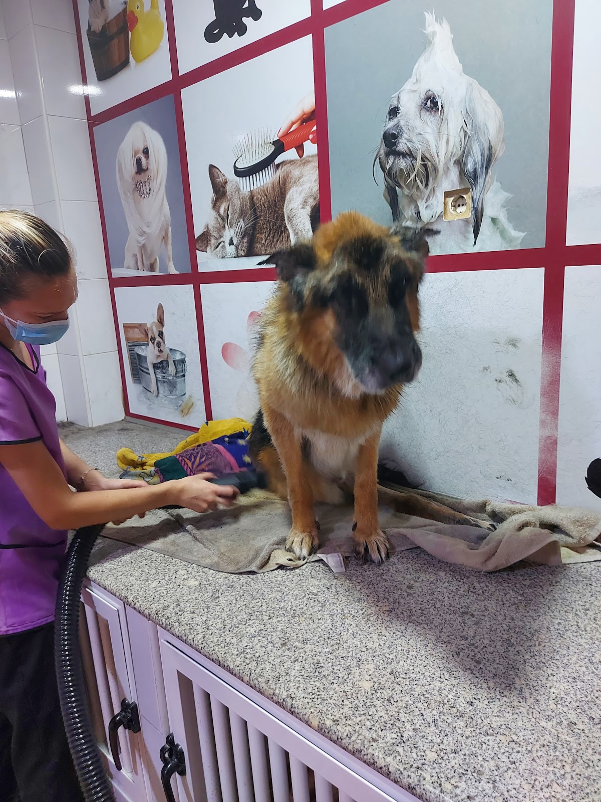Clínica veterinaria Clínica Veterinaria Zarpas