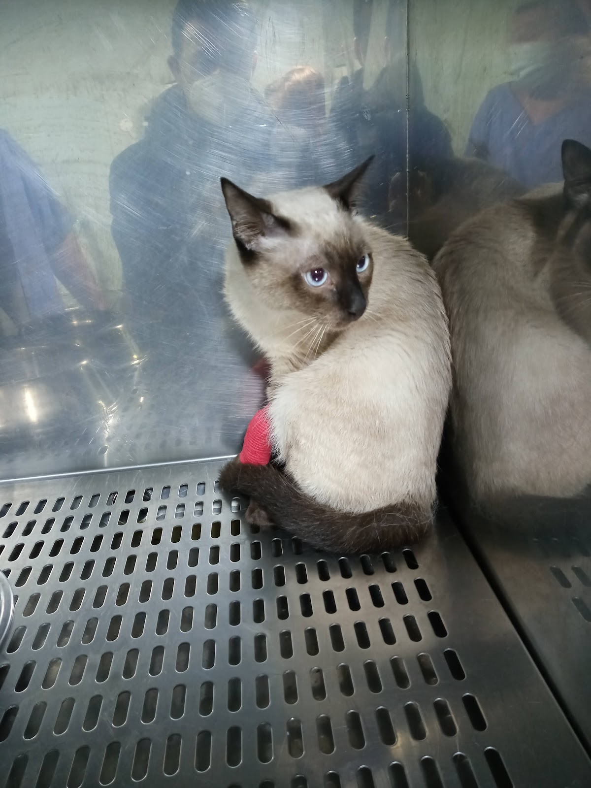 Clínica veterinaria Animais - Clínica Veterinaria