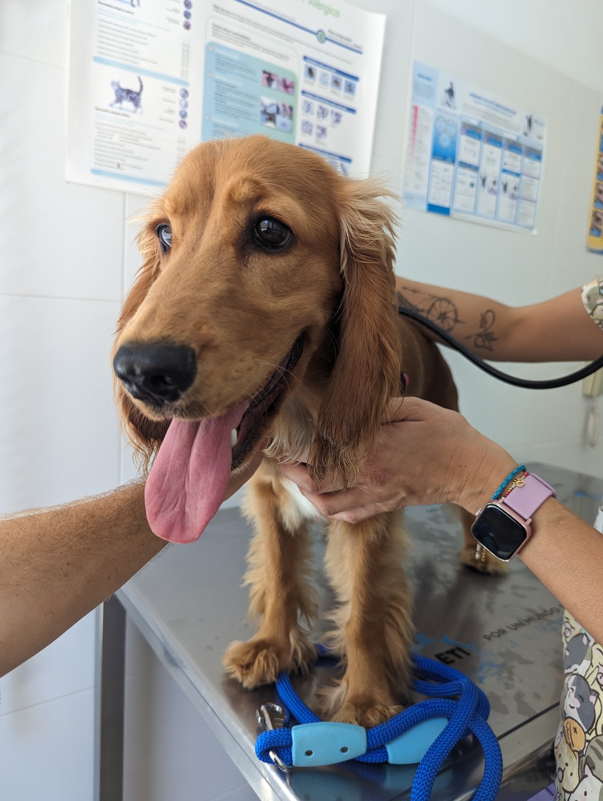 Clínica veterinaria Clinica Veterinaria El Faro de Cullera - URGENCIAS