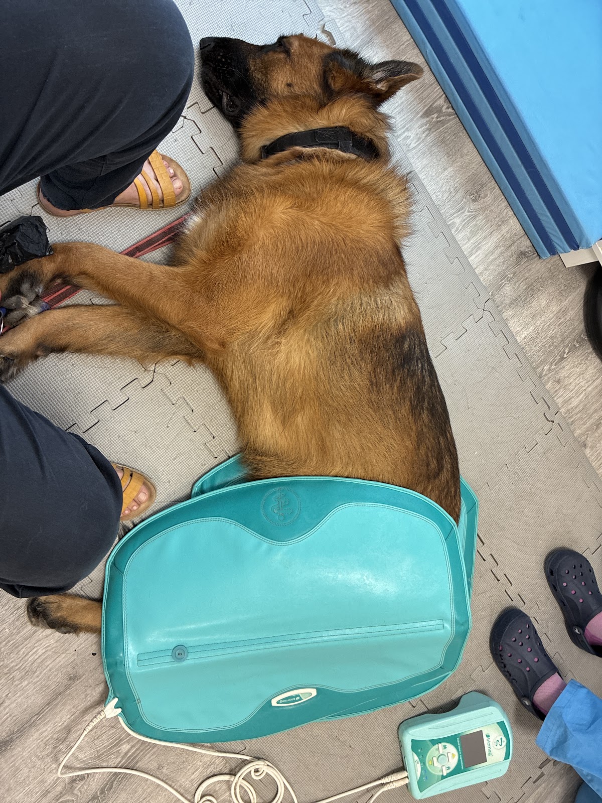 Clínica veterinaria Rehabivet