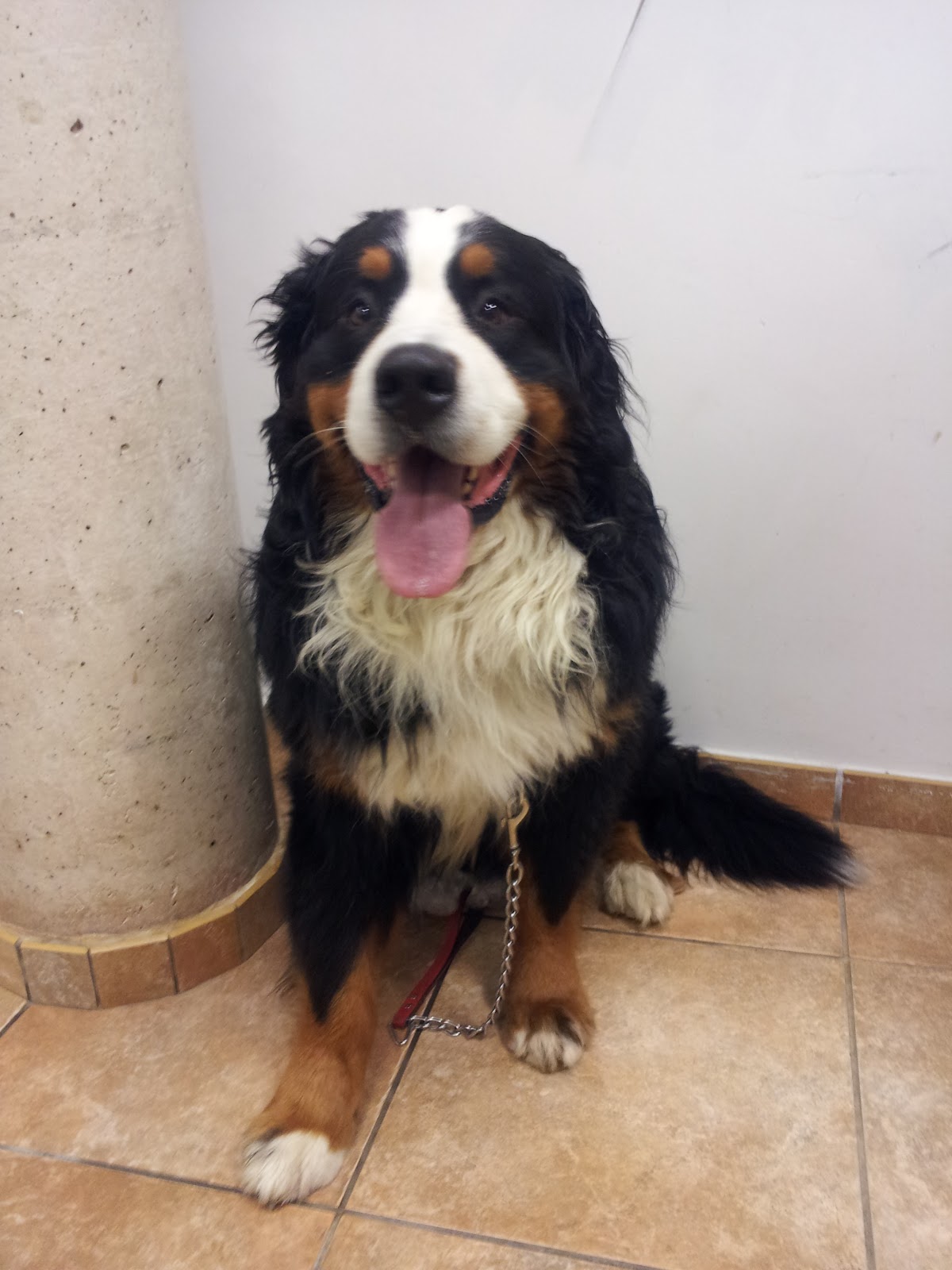 Clínica veterinaria ADN Veterinari