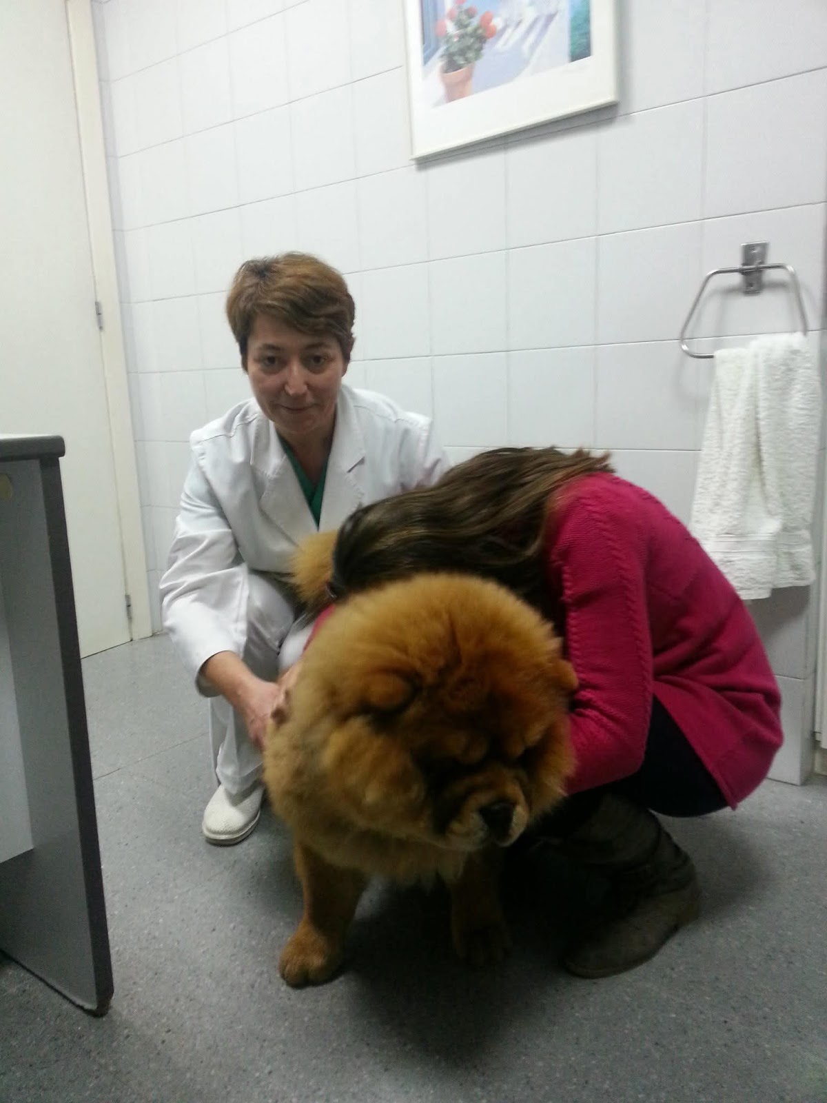 Clínica veterinaria Clinica Veterinaria Año
