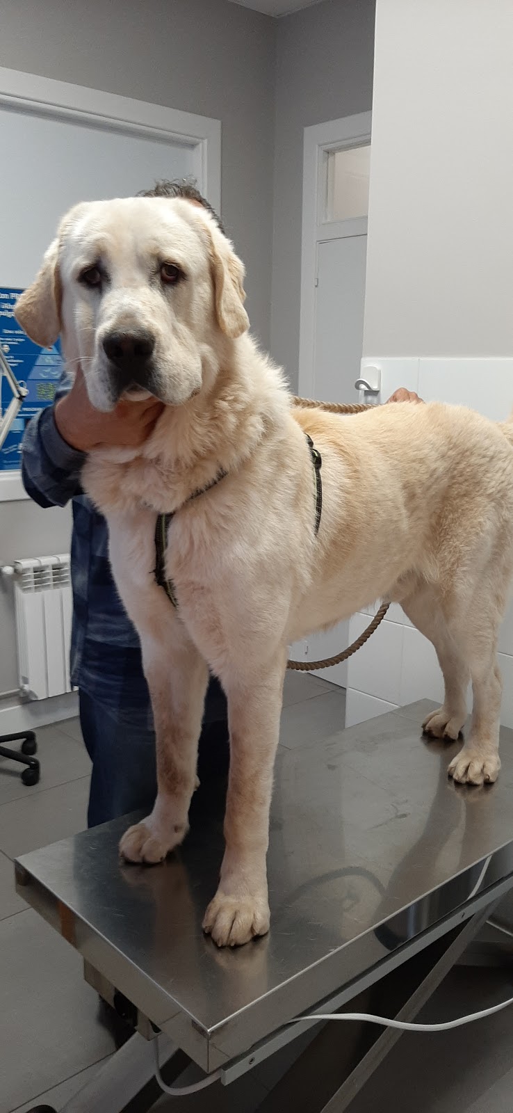 Clínica veterinaria CLINICA VETERINARIA " LOS CASTROS" (Dra.Machiandiarena)