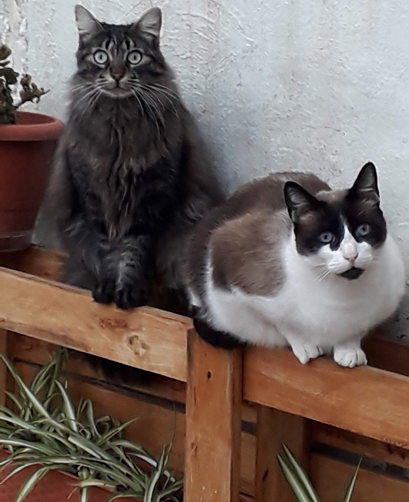 Clínica veterinaria Veterinaria Pòrtol