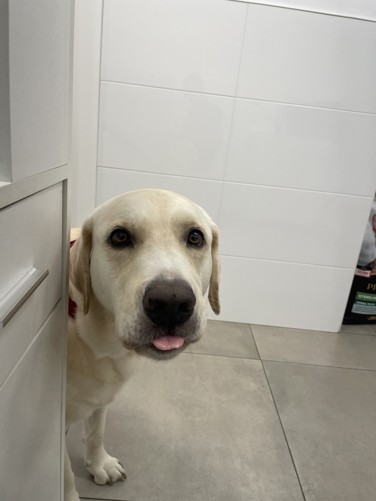 Clínica veterinaria Clínica Veterinària Albeytar
