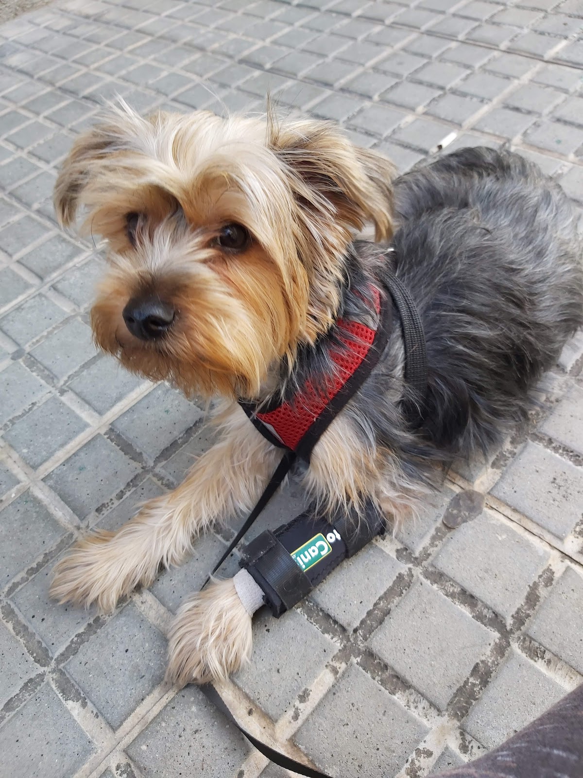 Clínica veterinaria Centre Veterinari Sant Ildefons