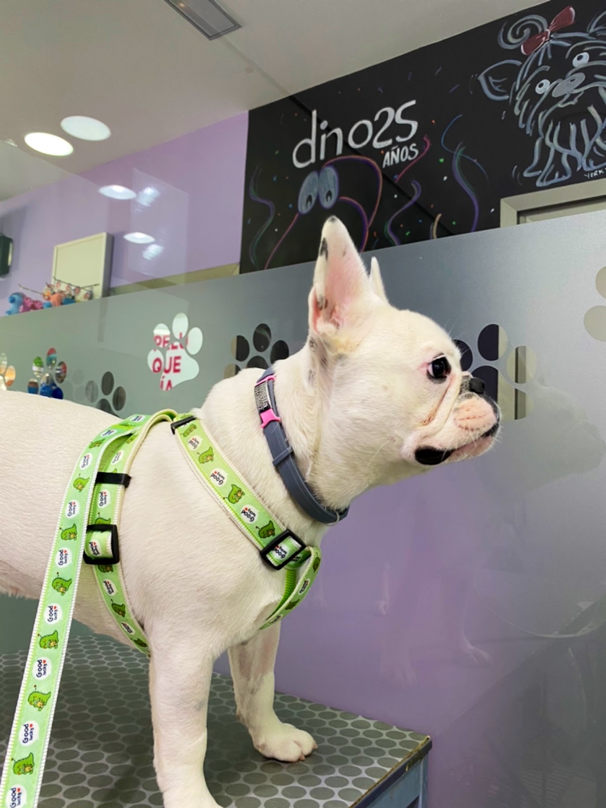 Clínica veterinaria Clínica Veterinaria Dinos