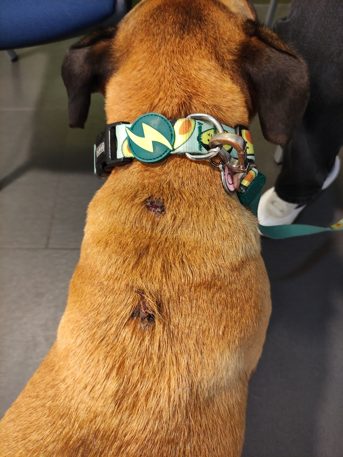 Clínica veterinaria Dermatología Veterinaria DERMAPET
