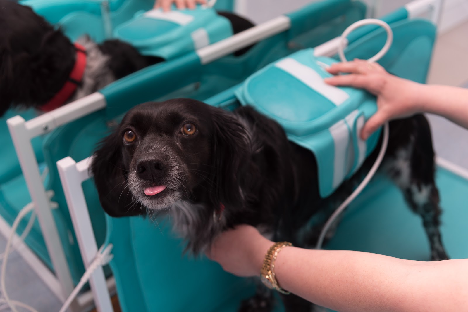 Clínica veterinaria FISIOCANIS: REHABILITACIÓN Y FISIATRÍA VETERINARIA