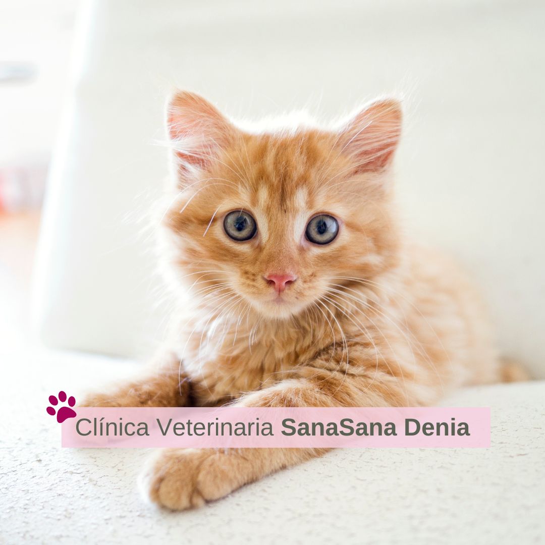 Clínica veterinaria Clinica Veterinaria SanaSana Denia