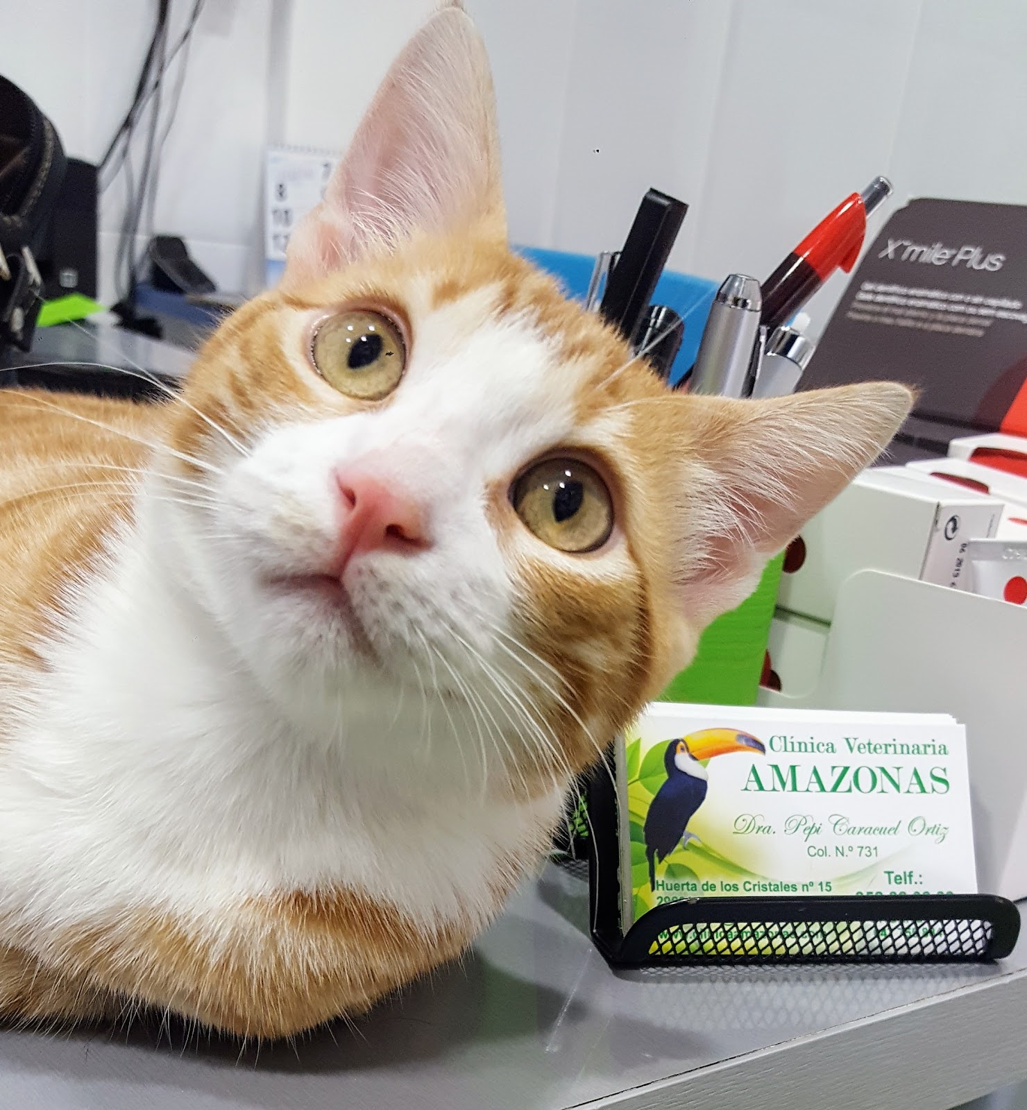 Clínica veterinaria clinica veterinaria amazonas