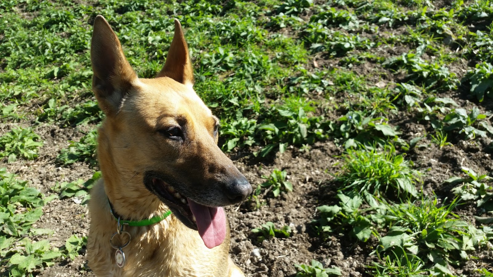 Clínica veterinaria Tartaruga