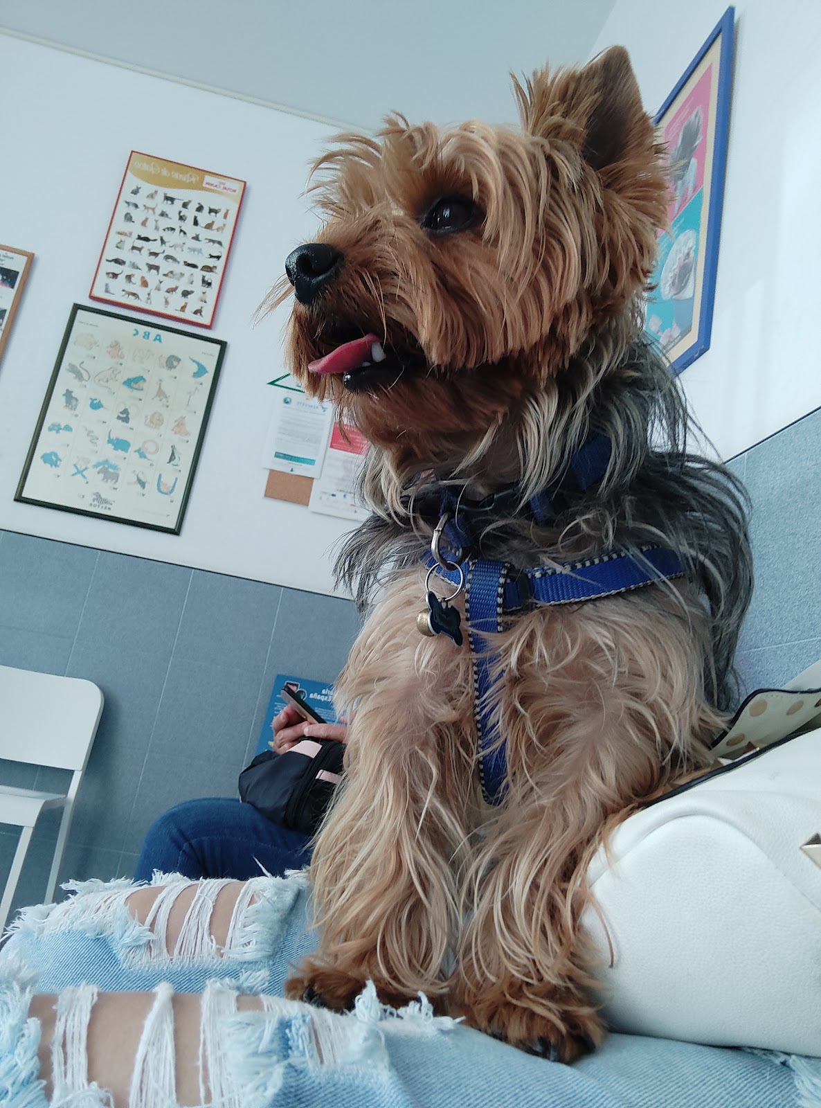 Clínica veterinaria Clínica Veterinaria Guaza