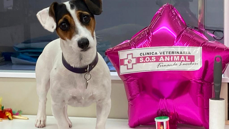 Clínica veterinaria Clinica Veterinaria S.O.S ANIMAL Fernando Lucchesi