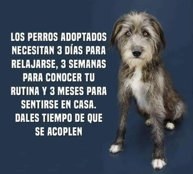 Clínica veterinaria Animal Friends El Vendrell