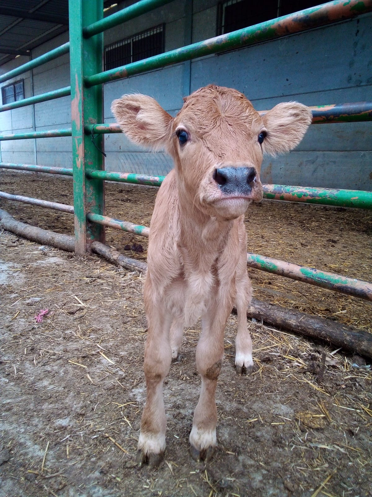 Clínica veterinaria Bovitecnia