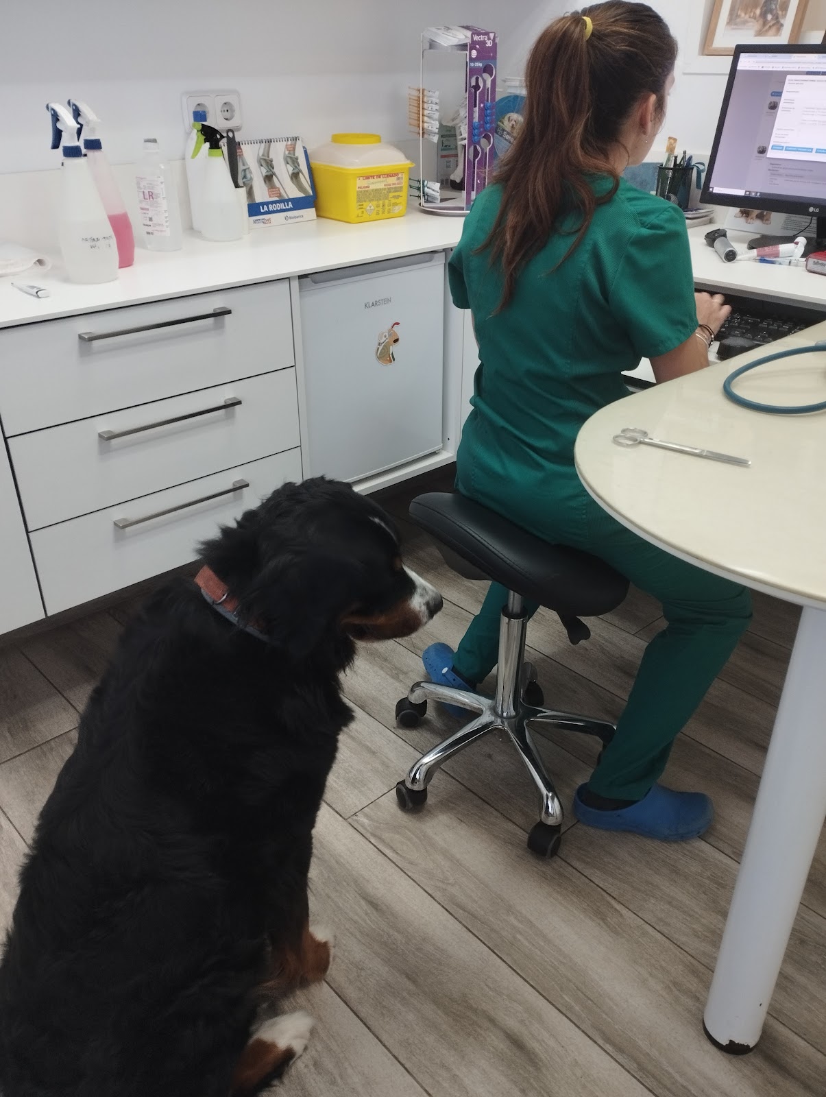 Clínica veterinaria Clínica veterinaria KINKAJÚ