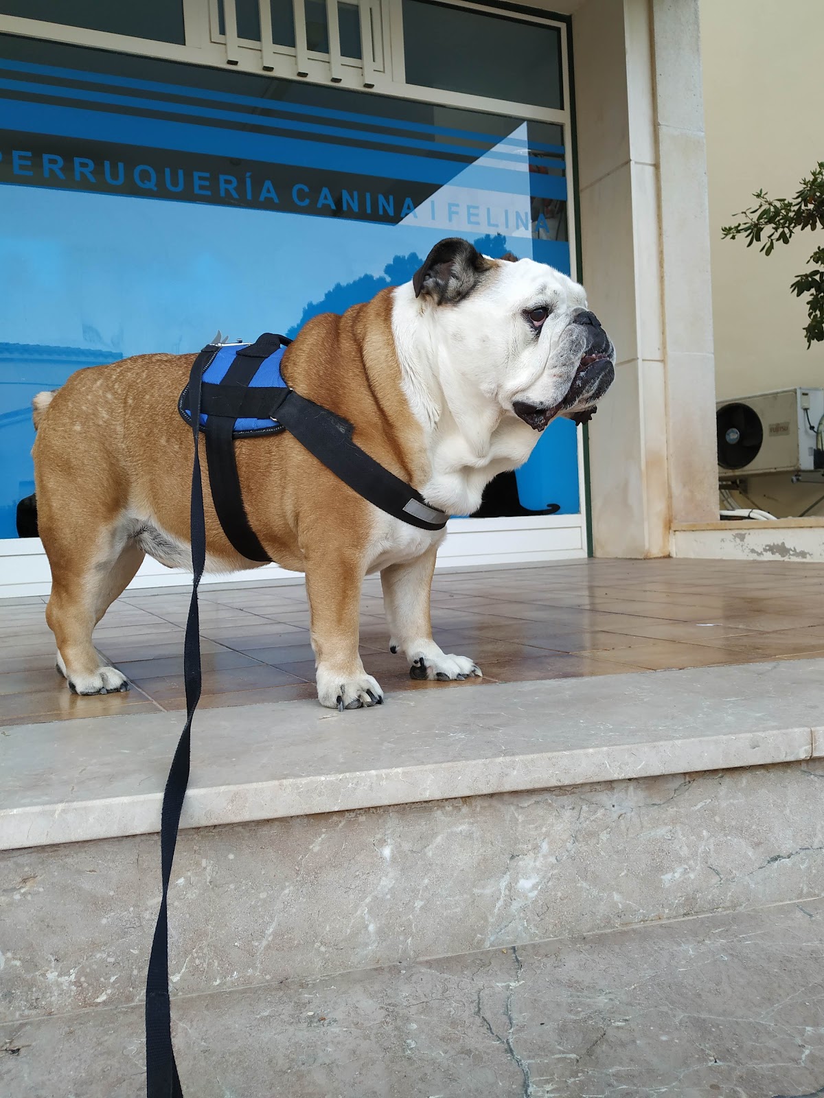 Clínica veterinaria Clínica Veterinaria Rafael Coll