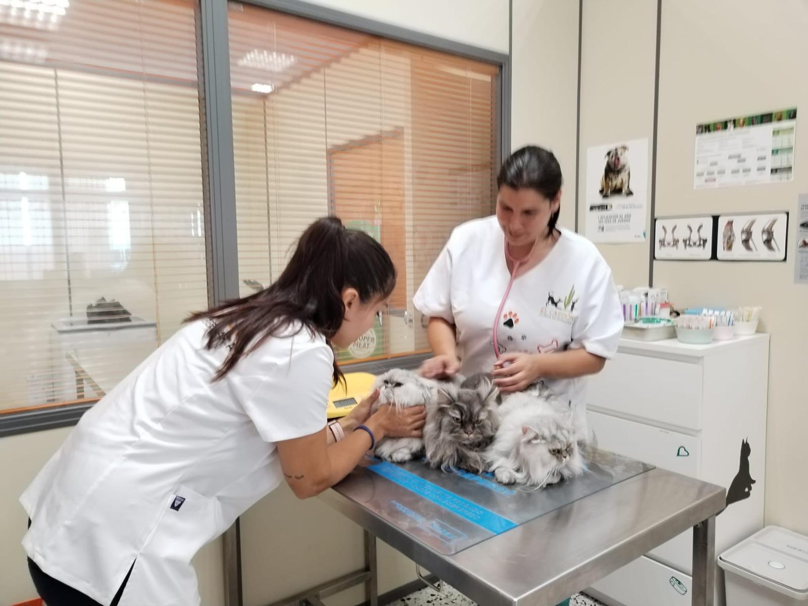 Clínica veterinaria Clínica Veterinaria El Cardon