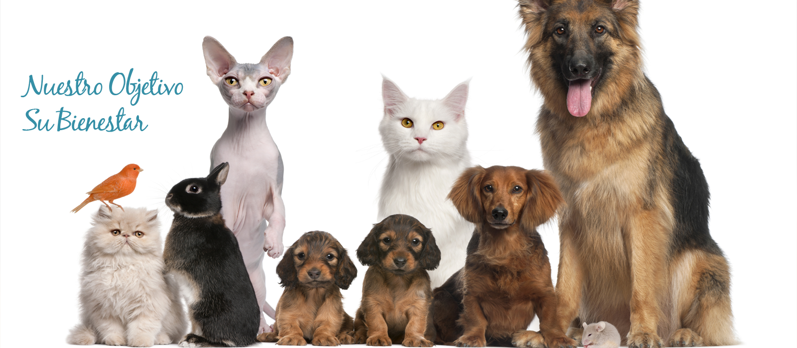 Clínica veterinaria Clínica Veterinaria Alcazaba - Clinica Veterinaria en Badajoz