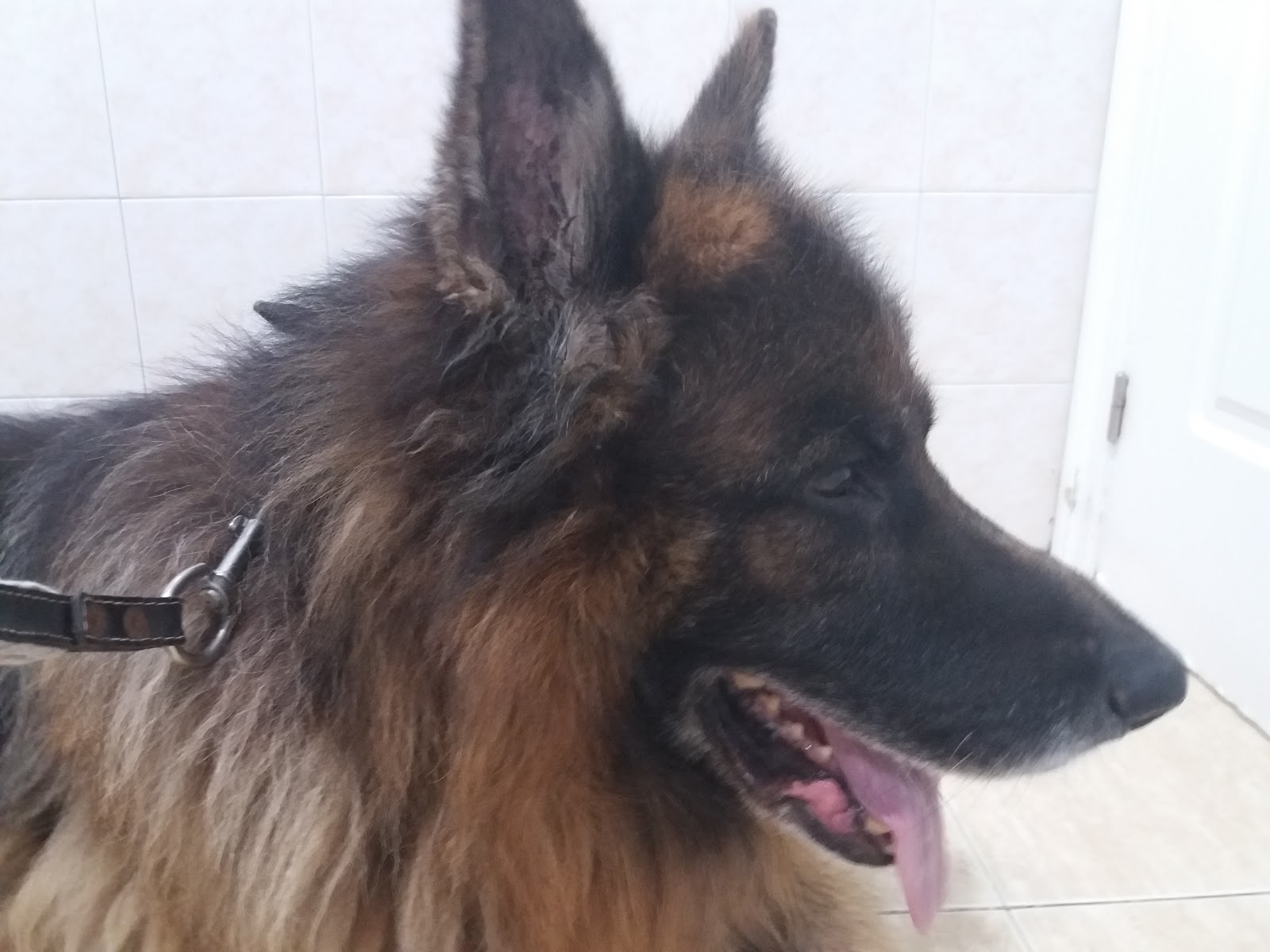 Clínica veterinaria Clinica Veterinaria Salvador
