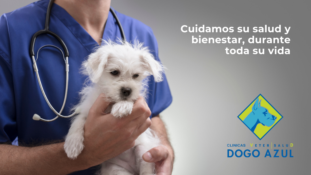 Clínica veterinaria Clínica Veterinaria Dogo Azul Marbella