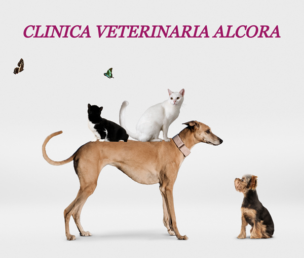 Clínica veterinaria Clínica Veterinaria Alcora