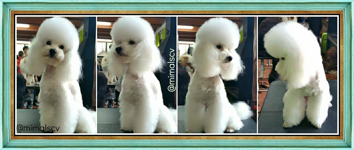 Clínica veterinaria Mima'ls Perruqueria Canina y Clínica Veterinària